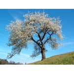 Giày Slip On Ultraboost 20